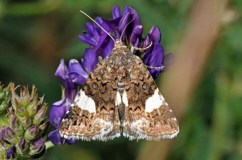 Tyta luctuosa