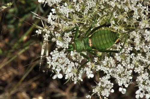 Réf. 72 846 : Uromenus brevicollis insularis