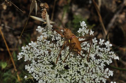Réf. 72 848 : Uromenus brevicollis insularis