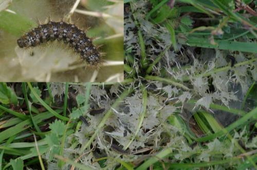 Melitaea phoebe
