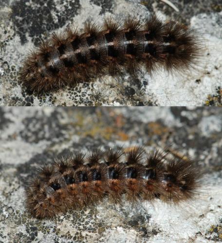Watsonarctia deserta