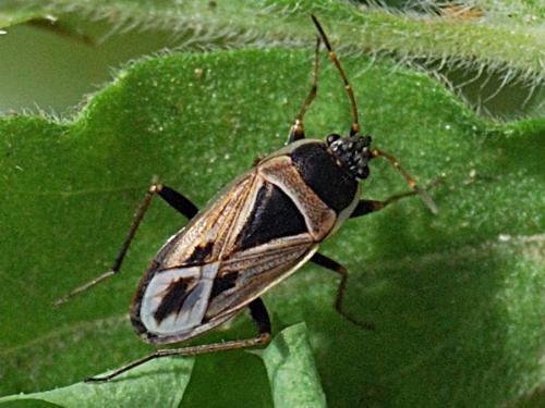 Réf. 72 423 : Xanthochilus minusculus
