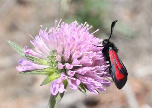 Zygaena sp.