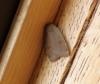 72498 – Photo : Walle – France (62)