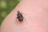 72584 – Photo : Nicolas Alric – France (12)