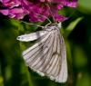 72456 – Photo : Pierre Duhem – France (74)