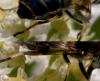 72564 – Photo : Pierre Duhem – France (74)