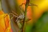 72039 – Photo : Daniel Pollen – Suisse
