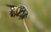 72975 – Photo : Phil – France (40)