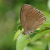 72326 – Photo : Pascal Vigneron – France (52)