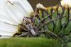 72448 – Photo : henri maleysson – France (43)