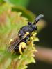 72895 – Photo : CUCHET Gerard – France (38)