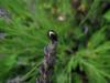72234 – Photo : Florentin MADROLLES – France (35)