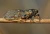 72261 – Photo : Marc Solari – France (68)