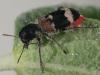 72474 – Photo : Bernard BOHER – France (09)