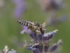 72271 – Photo : michel Clemot – France (85)