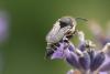 72310 – Photo : michel Clemot – France (85)