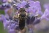 72309 – Photo : michel Clemot – France (85)