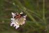 72182 – Photo : Michel Renou – France (13)