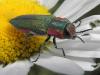 72266 – Photo : Pascal Pertuzon – France (42)