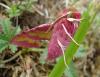 72886 – Photo : deedee – France (69)