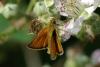 72566 – Photo : Michel Ehrhardt – France (68)