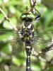72782 – Photo : Noushka – France (07)