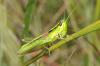 72208 – Photo : Christophe Quintin – France (21)