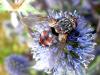 72070 – Photo : Jean DEXHEIMER – France (40)