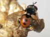 72957 – Photo : Bernard BOHER – France (09)