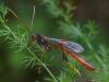 72299 – Photo : Pierre Gros – France (06)