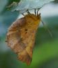 72294 – Photo : Pierre Gros – France (06)