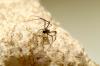 72331 – Photo : Jean-Claude Jamoulle – France (06)