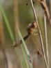 72651 – Photo : Pierre Gros – France (06)