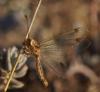 72714 – Photo : Pierre Gros – France (06)