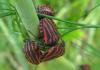 72077 – Photo : Jean-Claude Jamoulle – France (06)