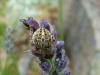 72480 – Photo : Patrice Chaverot – France (69)