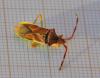 72697 – Photo : F. Pouilly – France (08)