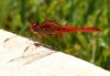 72832 – Photo : Jean-Claude Jamoulle – France (06)
