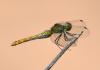 72696 – Photo : Jean-Claude Jamoulle – France (06)
