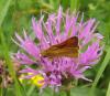 72150 – Photo : hyalesthes – France (31)