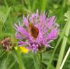 72153 – Photo : hyalesthes – France (31)