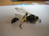 72539 – Photo : Francois – France (33)