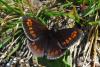 72085 – Photo : Bernard DELEFOSSE – France (26)