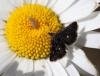 72100 – Photo : patrick derennes – France (44)