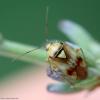 72040 – Photo : Bernard VENEAU – France (41)