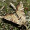 72342 – Photo : alain Roujas – France (31)