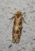 72406 – Photo : alain Roujas – France (31)