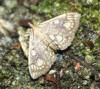 72694 – Photo : alain Roujas – France (31)