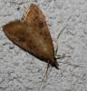 72644 – Photo : alain Roujas – France (31)